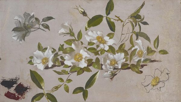 Branches of Cherokee Roses by Martin Johnson Heade